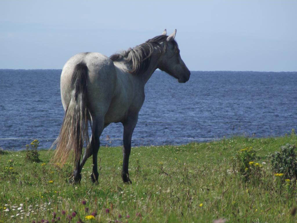 Ocean Sound Bed & Breakfast Easkey Екстериор снимка